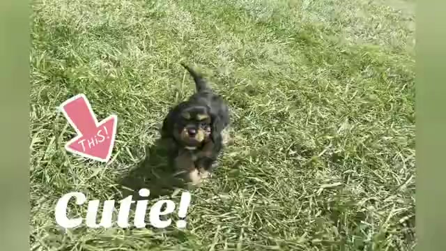 Video preview image #1 Cavalier King Charles Spaniel Puppy For Sale in WARSAW, IN, USA