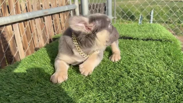 Video preview image #3 French Bulldog Puppy For Sale in HOUSTON, TX, USA