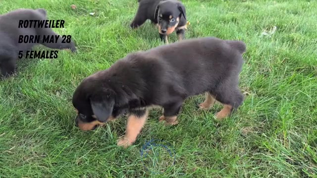 Video preview image #2 Rottweiler Puppy For Sale in GOSHEN, IN, USA
