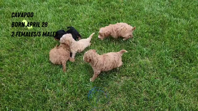Video preview image #2 Cavapoo Puppy For Sale in GOSHEN, IN, USA