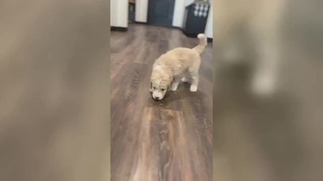 Video preview image #1 Bernedoodle-Poodle (Standard) Mix Puppy For Sale in MENIFEE, CA, USA