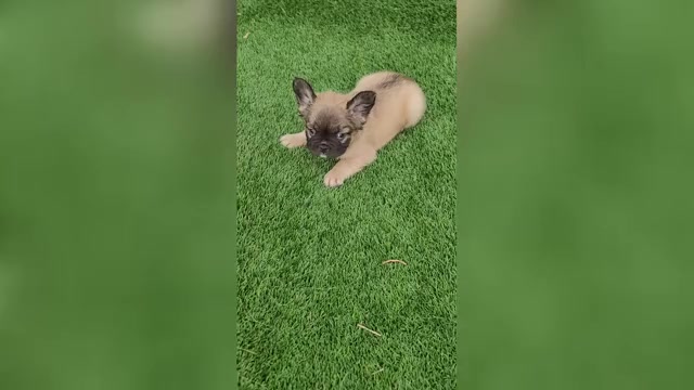 Video preview image #4 French Bulldog Puppy For Sale in LAS VEGAS, NV, USA