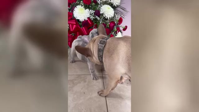Video preview image #3 French Bulldog Puppy For Sale in NAUGATUCK, CT, USA