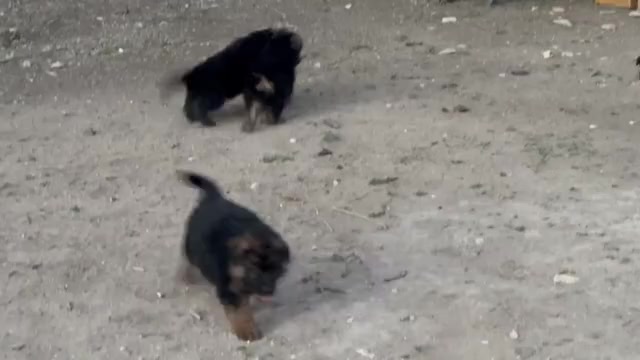 Video preview image #1  Breeder Profile in SAN ANTONIO, TX, USA