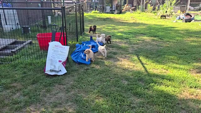 Video preview image #1 Labradoodle Puppy For Sale in ATHELSTANE, WI, USA