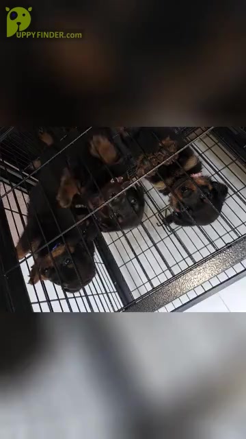 Video preview image #1  Breeder Profile in ELK GROVE, CA, USA