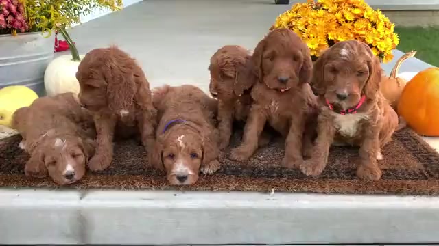 Video preview image #1 Irish Doodle Puppy For Sale in WOOSTER, OH, USA