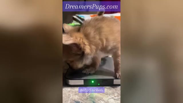 Video preview image #1 Chihuahua Puppy For Sale in ADAMSVILLE, TN, USA