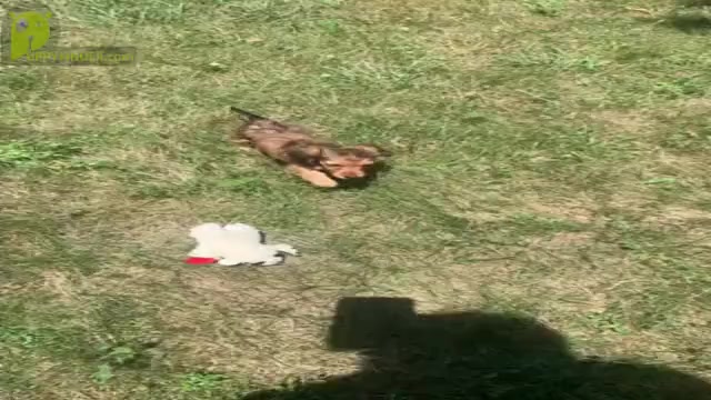 Video preview image #2 Dachshund Puppy For Sale in WARSAW, IN, USA