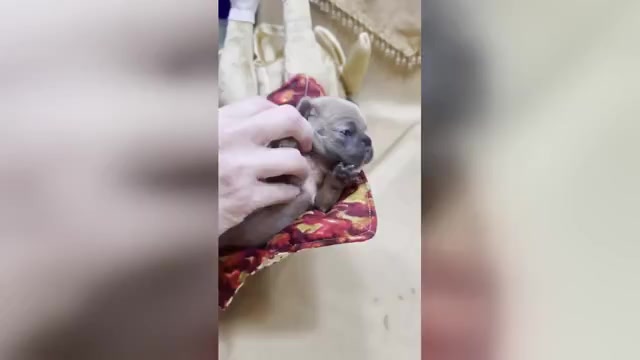 Video preview image #9 French Bulldog Puppy For Sale in WEXFORD, PA, USA