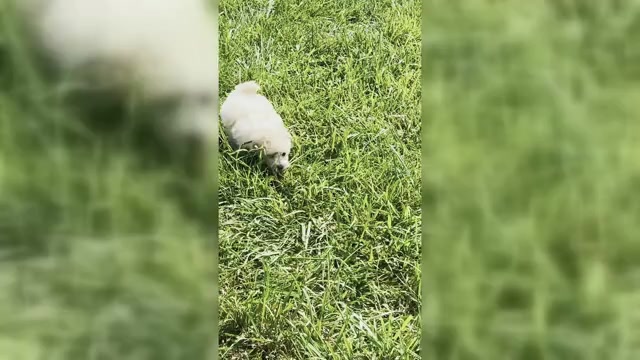 Video preview image #1 Maltipoo Puppy For Sale in WARSAW, IN, USA