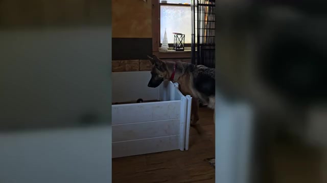 Video preview image #2 German Shepherd Dog Puppy For Sale in LA FAYETTE, NY, USA