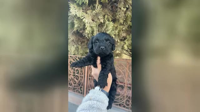 Video preview image #1 Maltipoo (Toy) Puppy For Sale in EL PASO, TX, USA