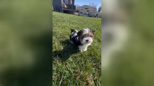 Video preview image #1 Yorkshire Terrier Puppy For Sale in CASSVILLE, MO, USA