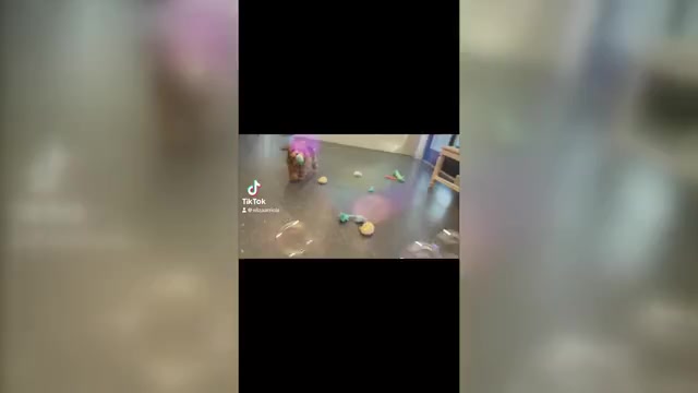 Video preview image #28 Poodle (Toy) Puppy For Sale in WARSAW, IN, USA