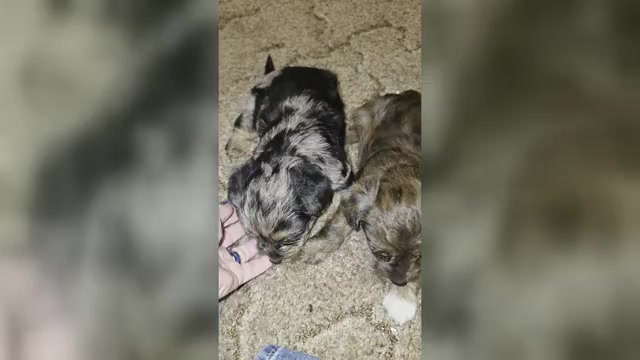 Video preview image #1 Yorkiepoo mix (+ Poodle Toy) Puppy For Sale in DYERSBURG, TN, USA