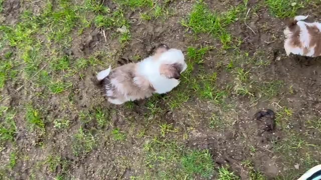 Video preview image #2 Shih Tzu Puppy For Sale in VENETA, OR, USA