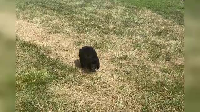 Video preview image #1 Poodle (Miniature) Puppy For Sale in WARSAW, IN, USA