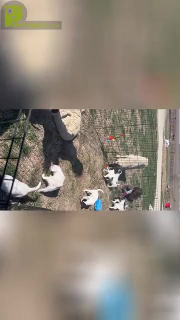 Video preview image #1  Breeder Profile in PEABODY, KS, USA
