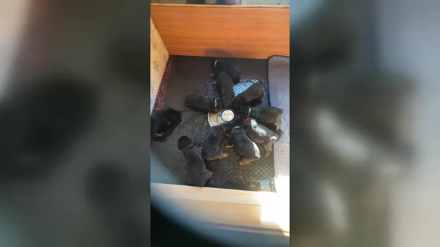 Video preview image #1  Breeder Profile in WINDSOR, ME, USA