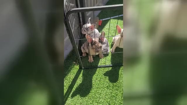 Video preview image #3 French Bulldog Puppy For Sale in LAS VEGAS, NV, USA