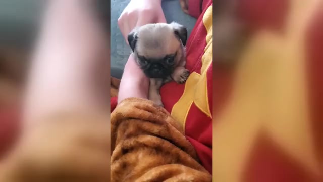Video preview image #5 Pug Puppy For Sale in LYNDON CENTER, VT, USA