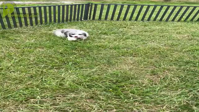 Video preview image #9 Poodle (Miniature) Puppy For Sale in WARSAW, IN, USA
