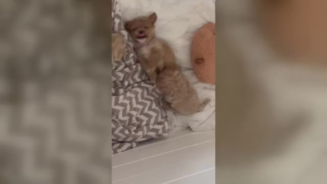 Video preview image #1 Maltipoo Puppy For Sale in ANGIER, NC, USA