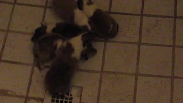 Video preview image #3 Collie Puppy For Sale in HIGH POINT, NC, USA