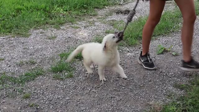 Video preview image #1 Golden Retriever Puppy For Sale in SYRACUSE, IN, USA