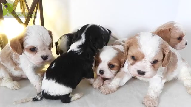 Video preview image #1 Cavalier King Charles Spaniel Puppy For Sale in CARLISLE, KY, USA