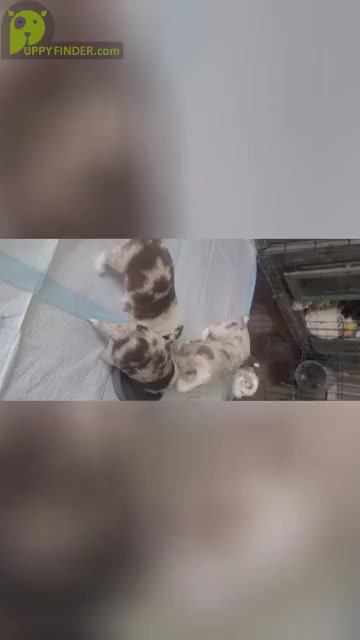 Video preview image #1 Miniature Australian Shepherd Puppy For Sale in WALLER, TX, USA
