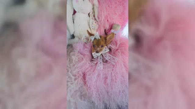 Video preview image #3 Chihuahua Puppy For Sale in THONOTOSASSA, FL, USA