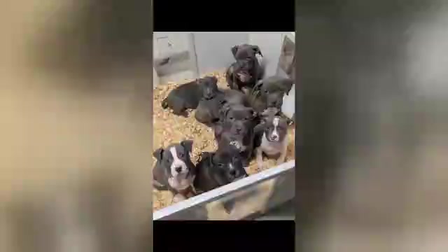 Video preview image #1 American Bully Puppy For Sale in NAUGATUCK, CT, USA