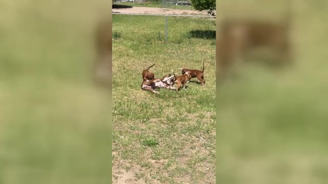 Video preview image #1 Boxer Puppy For Sale in ESPANOLA, NM, USA