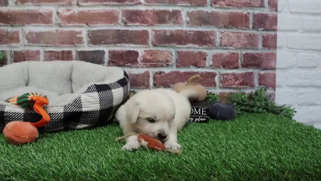 Video preview image #1 English Cream Golden Retriever Puppy For Sale in SYRACUSE, IN, USA