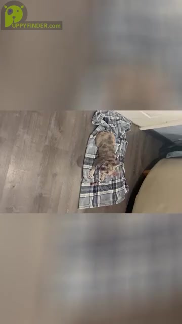 Video preview image #1 French Bulldog Puppy For Sale in FAIRFIELD, CA, USA