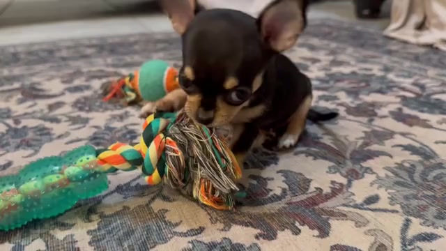 Video preview image #6 Chihuahua Puppy For Sale in TIJERAS, NM, USA