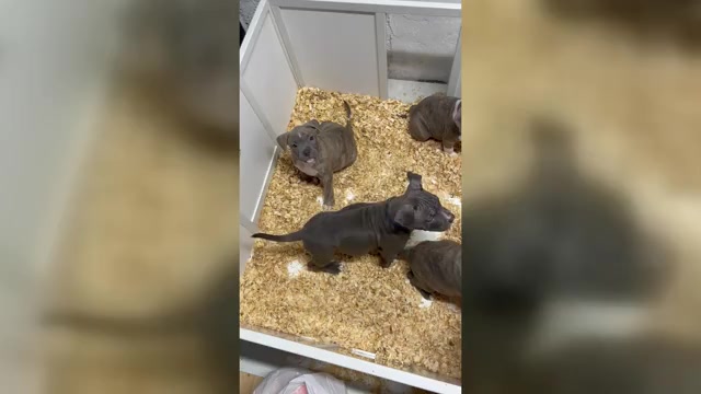 Video preview image #2 American Bully Puppy For Sale in NAUGATUCK, CT, USA