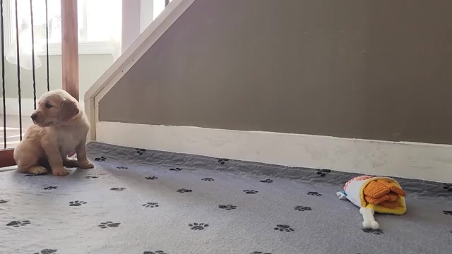 Video preview image #1 Golden Retriever Puppy For Sale in THOMASTON, ME, USA