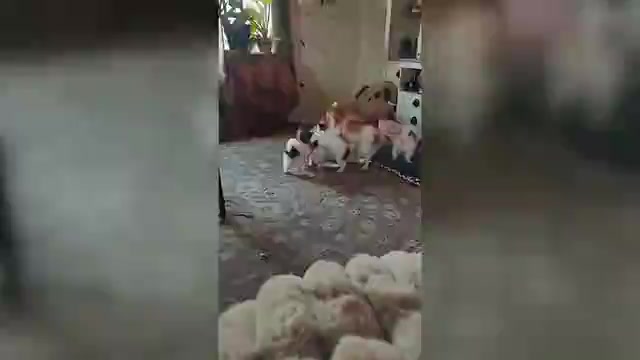 Video preview image #1 Biewer Terrier-Pomeranian Mix Puppy For Sale in ESTILL SPRINGS, TN, USA