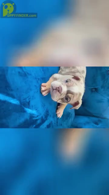 Video preview image #2 English Bulldog Puppy For Sale in ATLANTA, GA, USA
