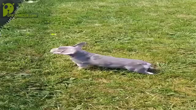 Video preview image #13 French Bulldog Puppy For Sale in WARSAW, IN, USA