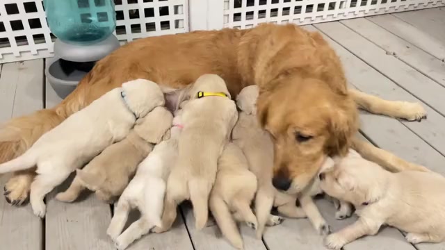 Video preview image #2 Golden Retriever Puppy For Sale in MCKINNEY, TX, USA