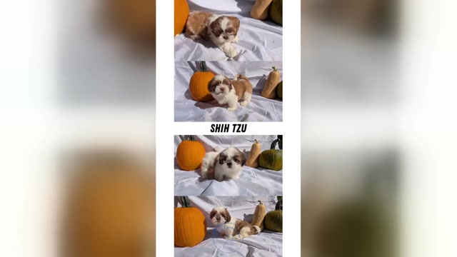 Video preview image #1 Shih Tzu Puppy For Sale in GOSHEN, IN, USA