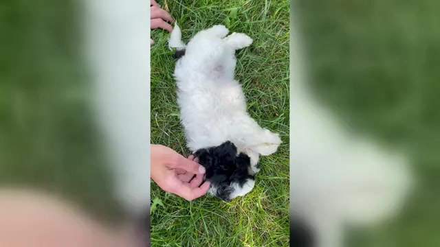 Video preview image #1 Zuchon Puppy For Sale in FAIRBANK, IA, USA