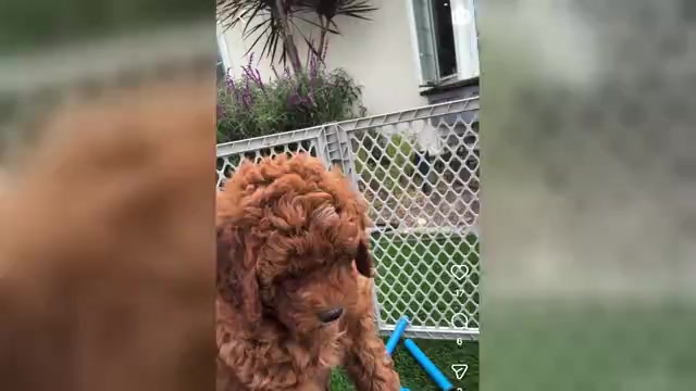 Video preview image #1 Goldendoodle (Miniature) Puppy For Sale in APTOS, CA, USA